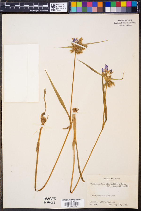 Tradescantia hirsutiflora image