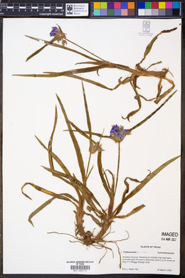 Image of Tradescantia hirsutiflora