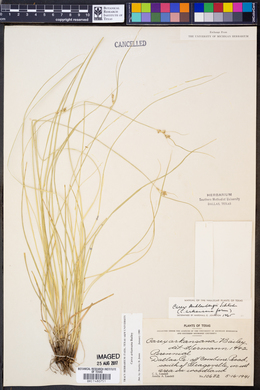 Image of Carex arkansana