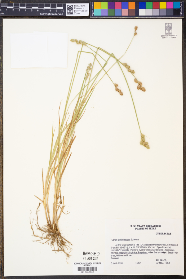 Carex albolutescens image