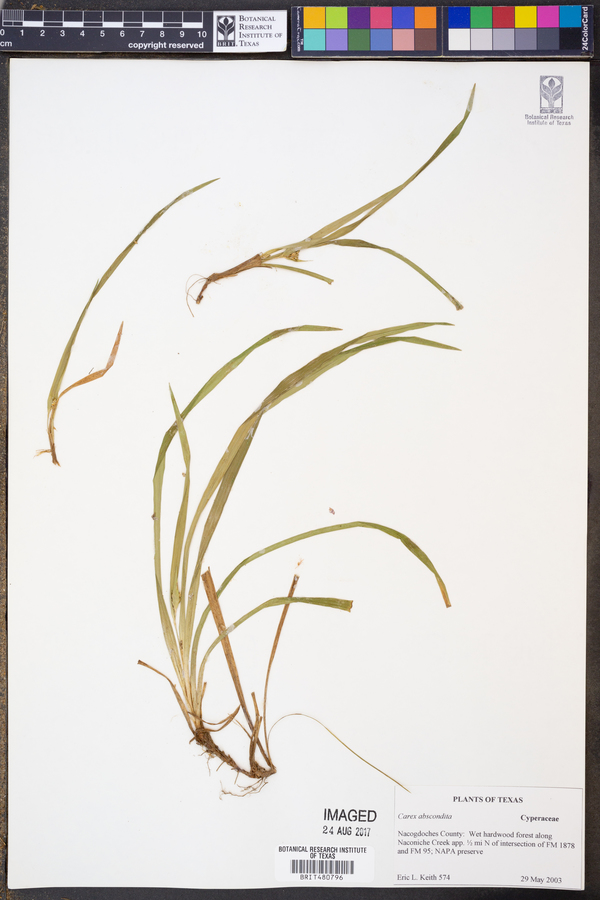 Carex abscondita image