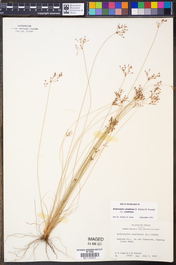 Bulbostylis ciliatifolia var. ciliatifolia image