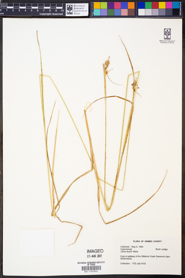 Carex bushii image