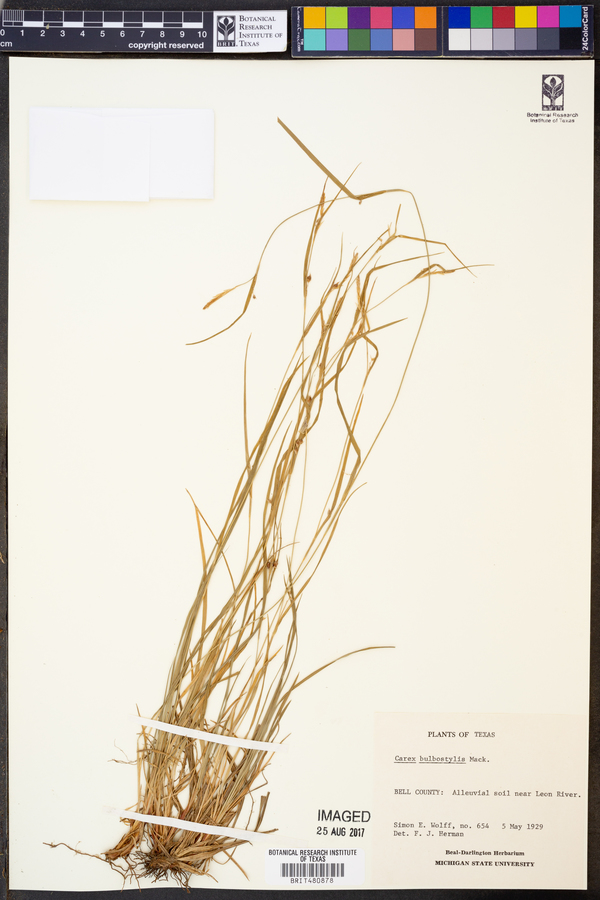 Carex bulbostylis image