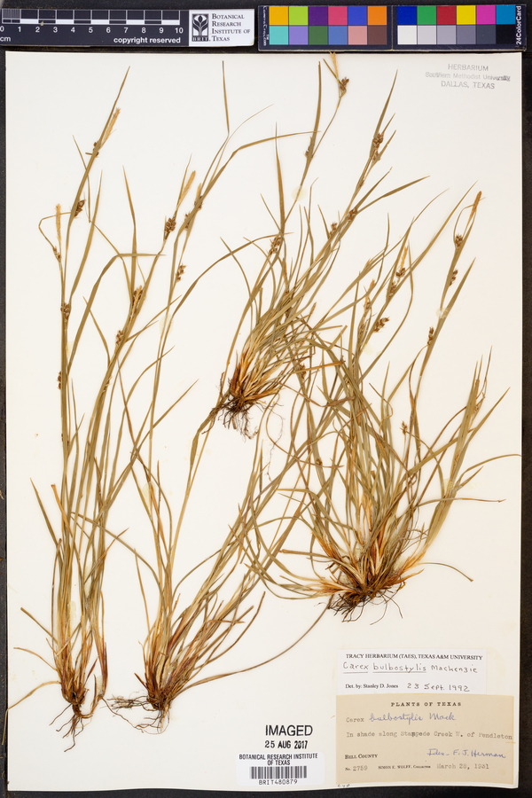 Carex bulbostylis image