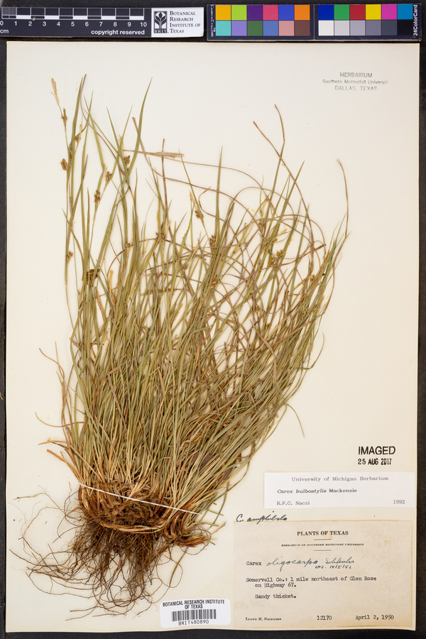 Carex bulbostylis image