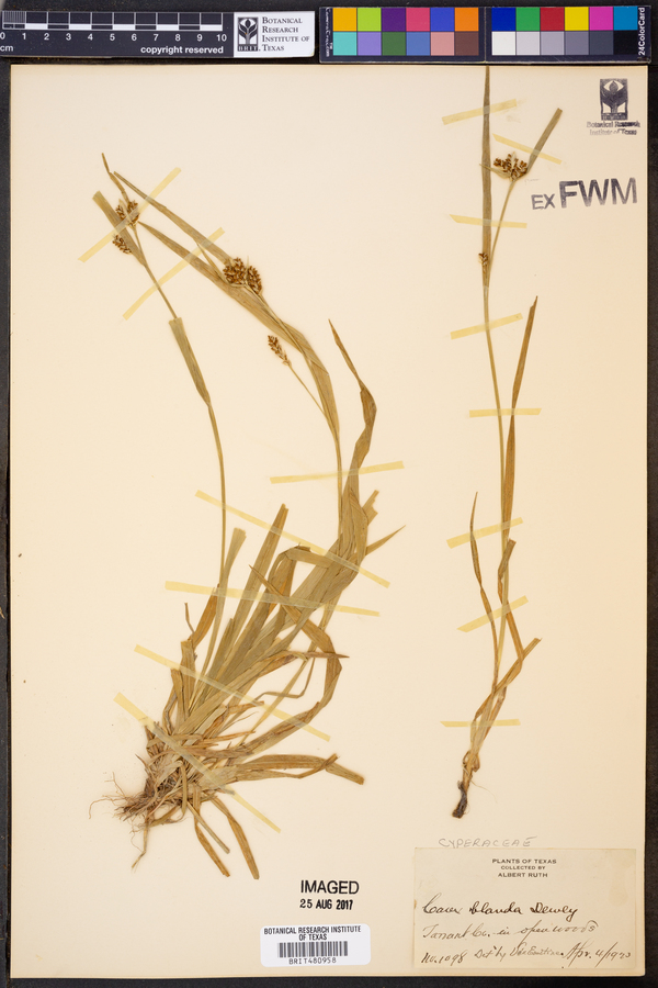 Carex blanda image