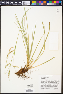 Carex cherokeensis image