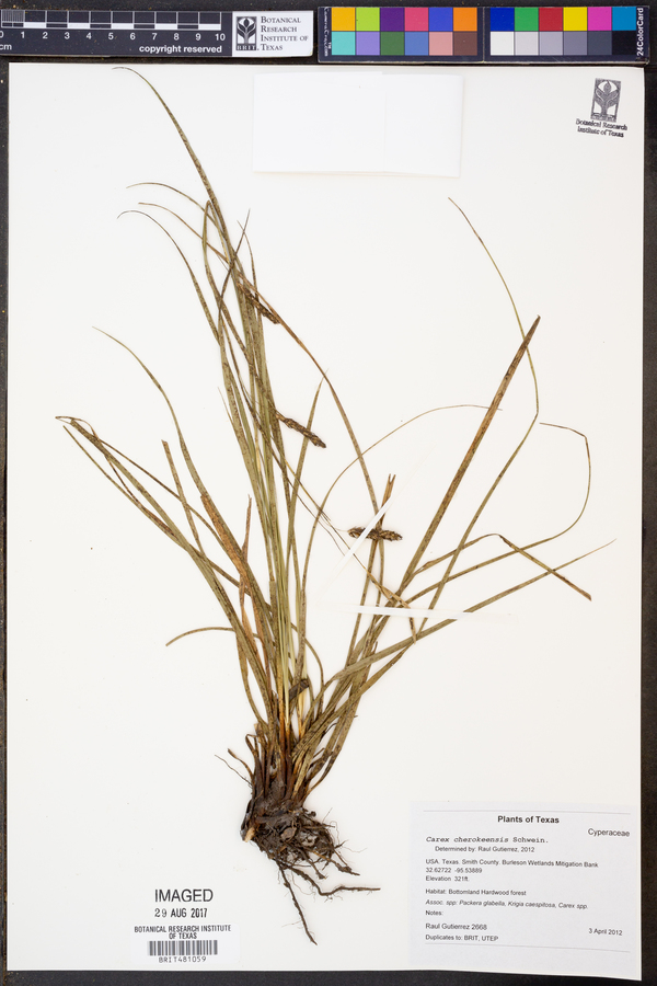 Carex cherokeensis image