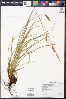 Carex cherokeensis image