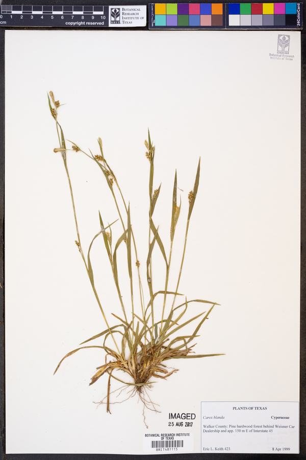 Carex blanda image