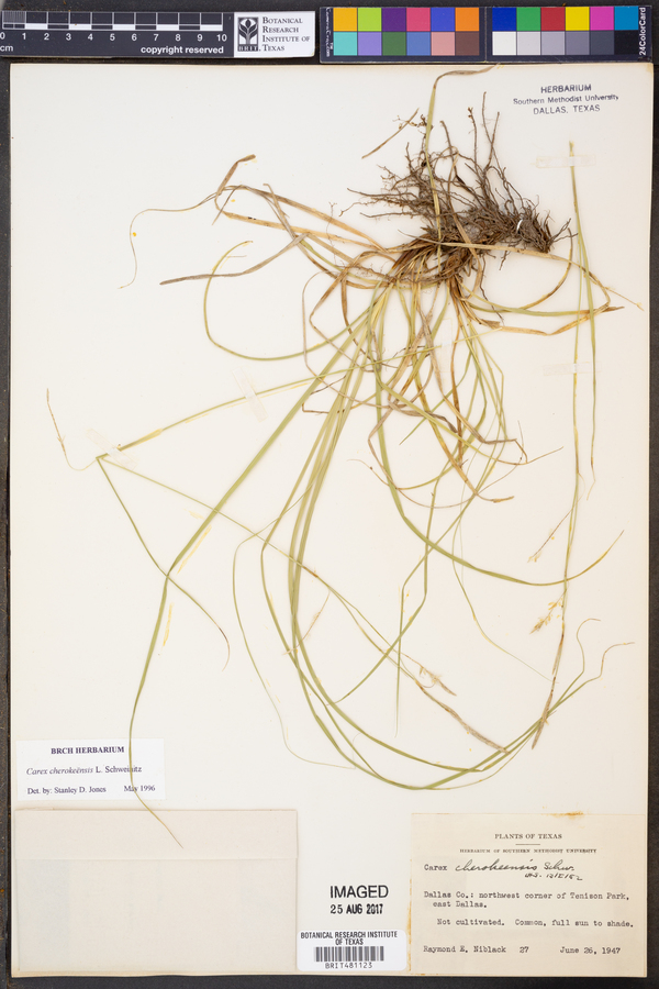Carex cherokeensis image