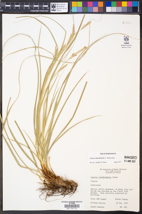 Carex cherokeensis image