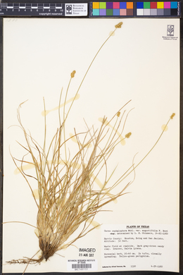 Carex cephalophora var. angustifolia image