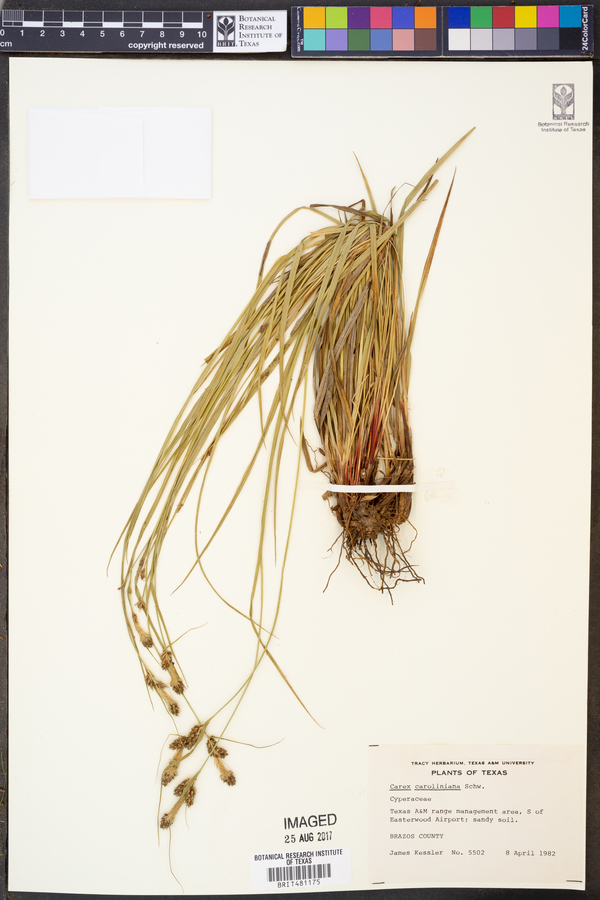 Carex caroliniana image