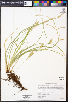 Carex cherokeensis image