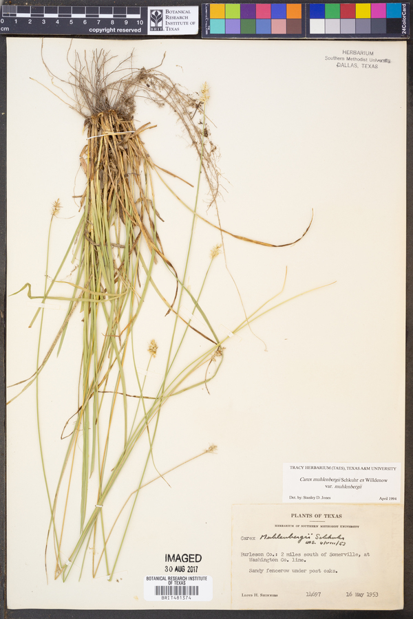 Carex muehlenbergii var. muehlenbergii image