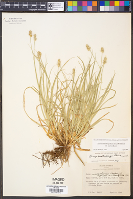 Carex muhlenbergii var. enervis image