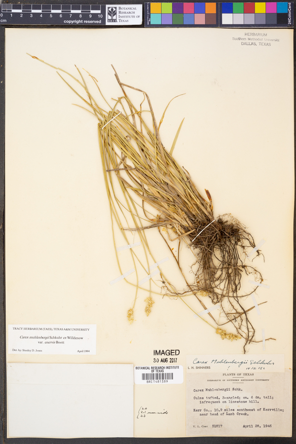 Carex muehlenbergii var. enervis image