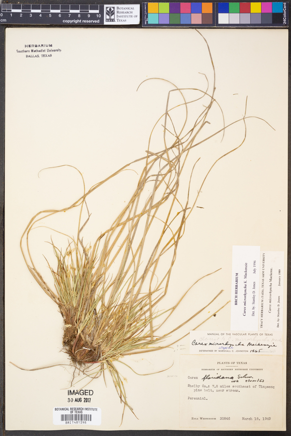 Carex microrhyncha image