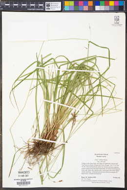 Carex debiliformis image