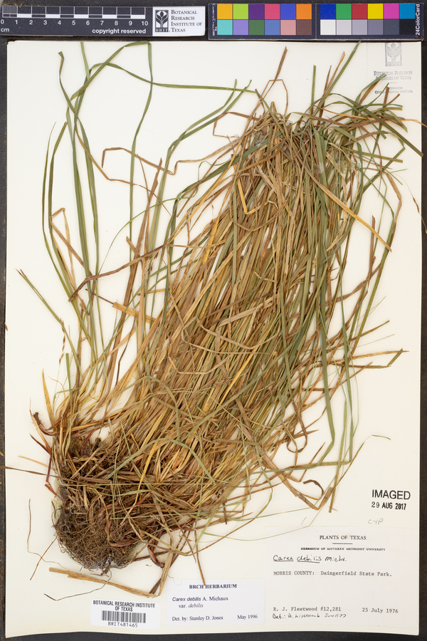 Carex debilis var. debilis image