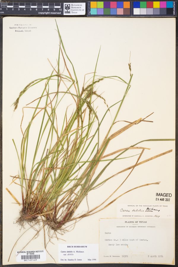 Carex debilis var. debilis image