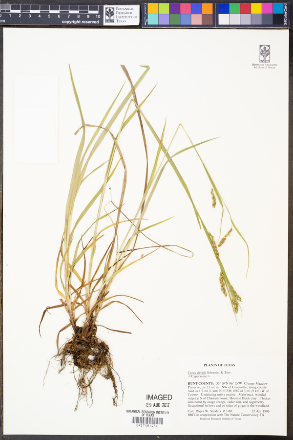 Carex davisii image