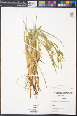 Carex flaccosperma image