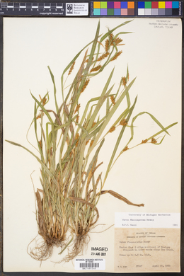 Carex flaccosperma image