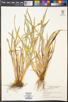 Carex flaccosperma image