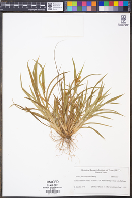 Carex flaccosperma image