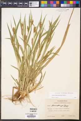 Carex flaccosperma image