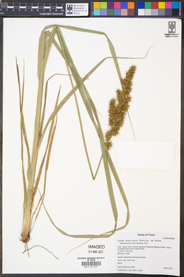 Carex crus-corvi image