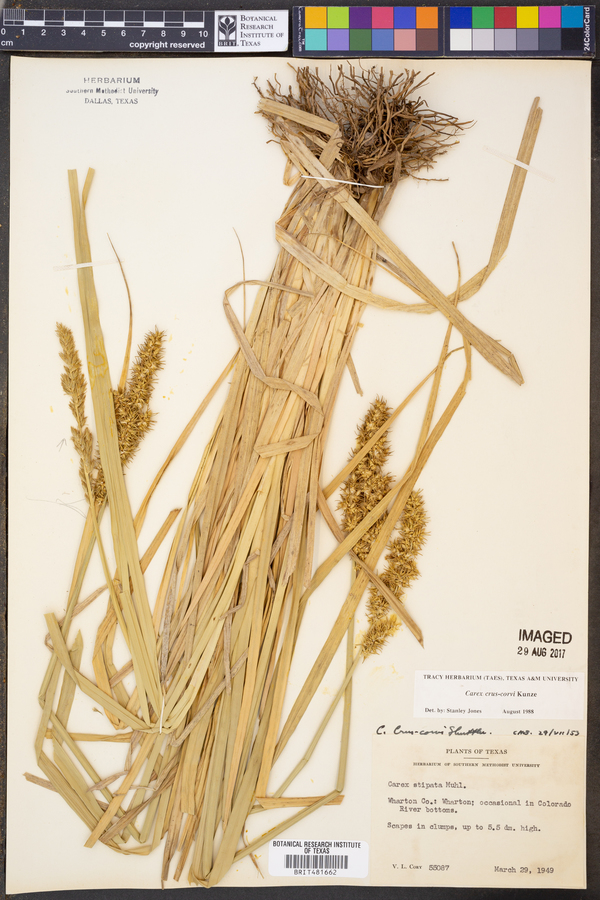 Carex crus-corvi image