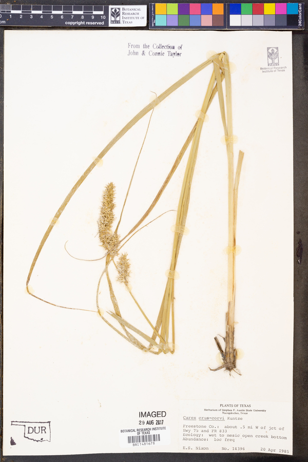 Carex crus-corvi image