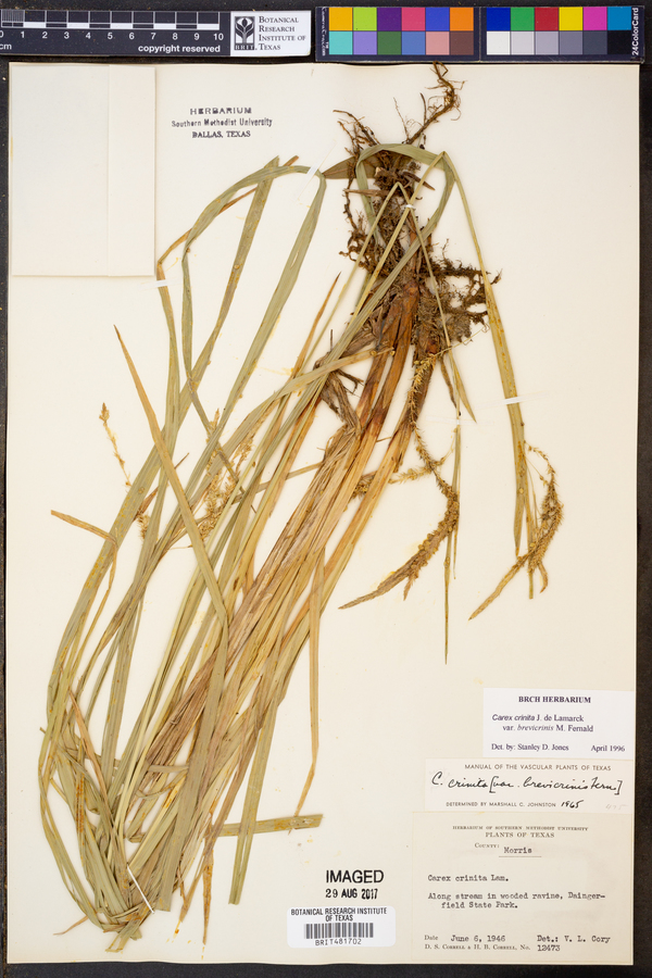 Carex crinita var. brevicrinis image
