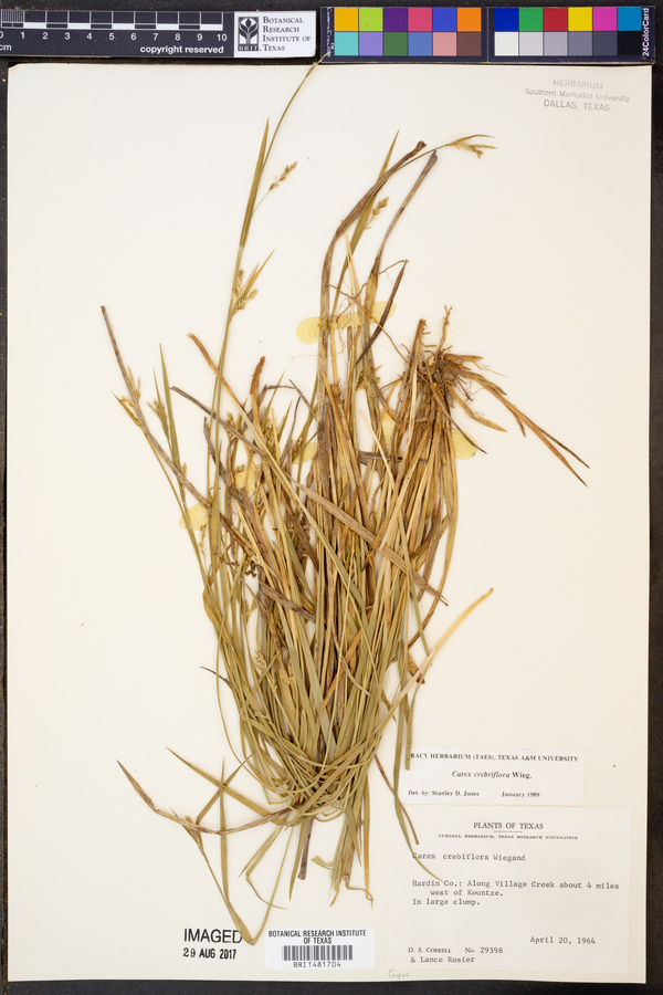 Carex crebriflora image