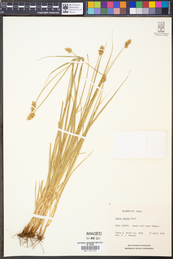 Carex onusta image