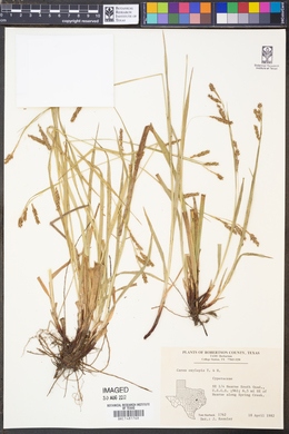 Carex oxylepis image