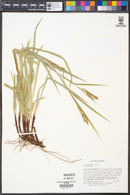 Carex oxylepis image