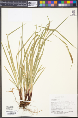Carex oxylepis image
