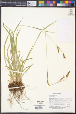 Carex oxylepis image