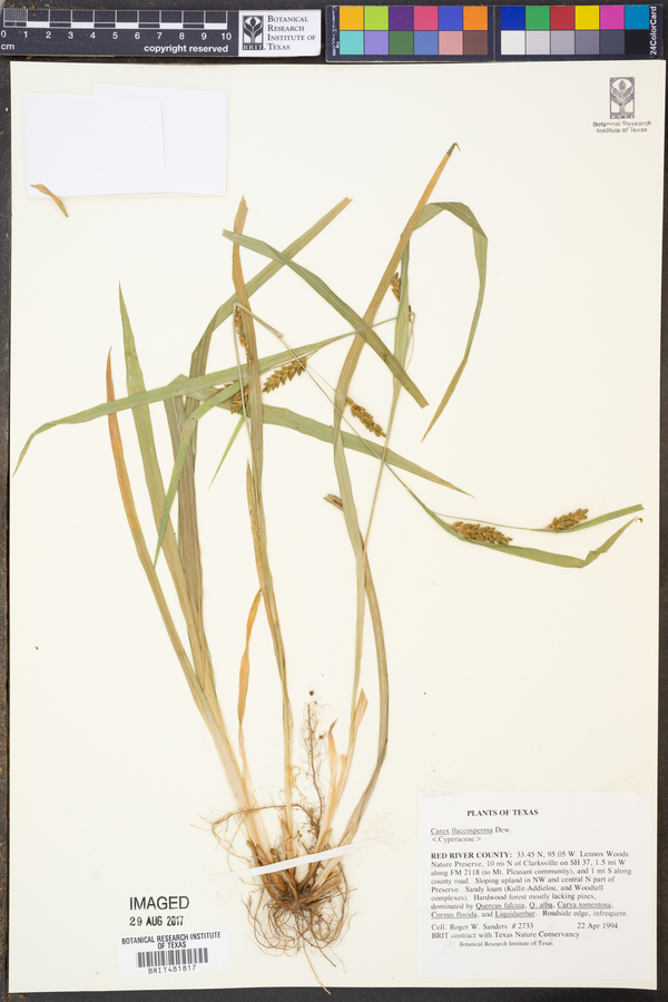 Carex flaccosperma image