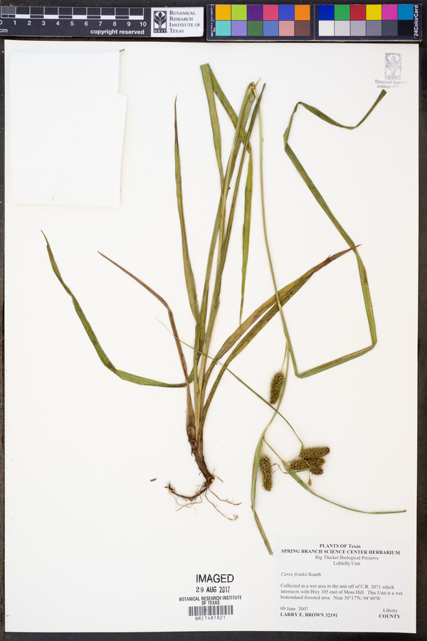 Carex frankii image