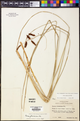 Carex glaucescens image