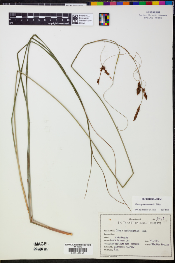 Carex glaucescens image