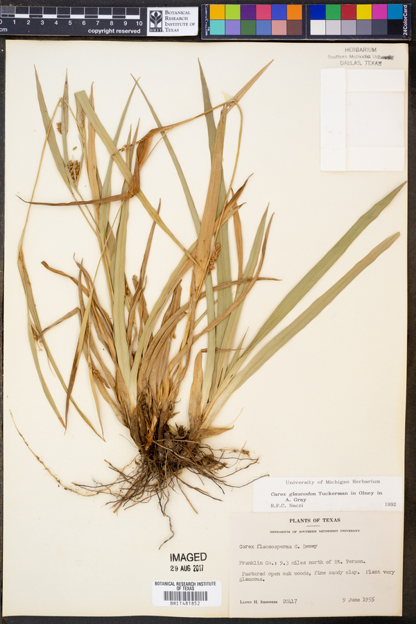 Carex glaucodea image