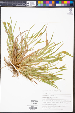 Carex glaucodea image