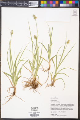 Carex planostachys image